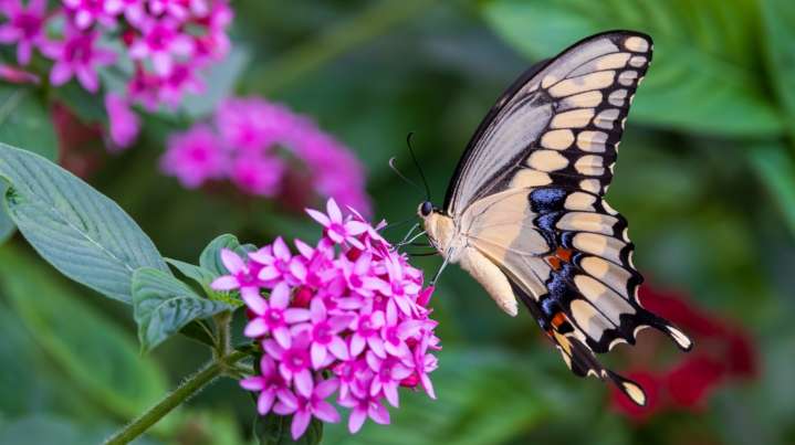 This Stunning Purple Perennial Will Light Up Your Fall Garden