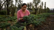 La lucha de las chinamperas: mujeres rescatan la última tierra agrícola azteca del olvido y la conta