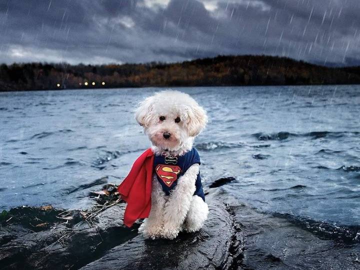 Sudbury’s Howl-O-Ween Dog Walk goes Oct. 26 at Twin Forks Playground 