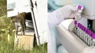 Alerta en Estados Unidos por mono de laboratorio que escapó tras un accidente de tránsito: está contagiado con hepatitis, herpes y covid