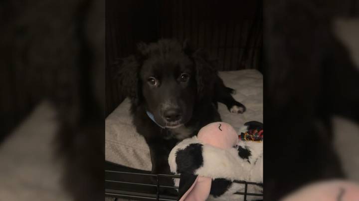 New Jersey Dog’s DNA Test Reveals Surprising Ancestry Behind Familiar Face