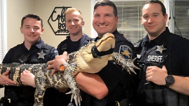 Abandoned alligator found outside Forest Hill reptile shop