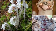 What are ghost flowers?