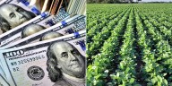 Ya se vendió la mitad de la soja con retenciones 0%: qué precio recibió el productor y cuántos dólares retuvo el Gobierno