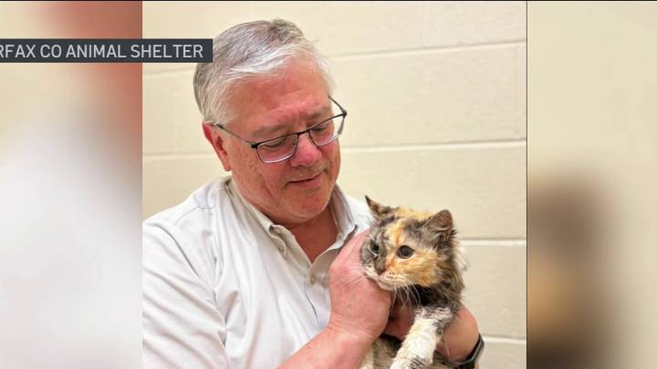 Missing Cat is reunited with her family after 15 years