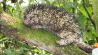 Descubren nueva especie de puercoespín endémica en Colombia.