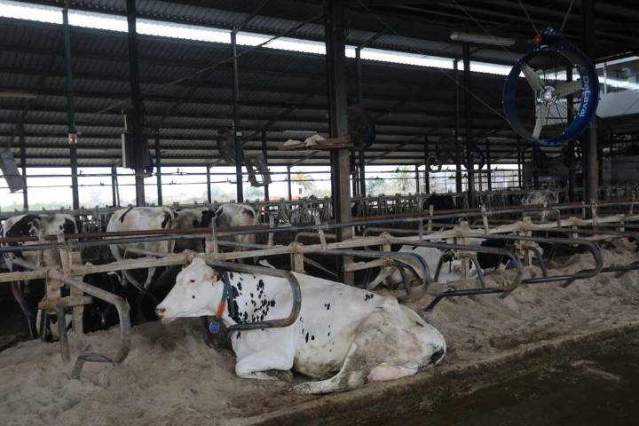 Ganadería exige a Planas que "cierre fronteras" ante la reapertura de Francia, que no ha controlado completamente la DNC