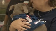 Dogs find loving homes thanks to Pawtriots Pet Adoption ‘TailGate’