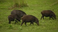 Kerala Minister P Prasad Proposes Wild Boar Consumption; FM Orders Probe India News