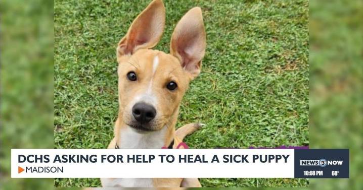 Dane County Humane Society asking for help to heal sick puppy with serious heart defect