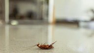 South Korea woman allegedly starts fatal fire to kill cockroach