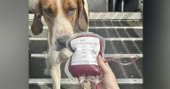 Foxhound donates blood to save life of sick Cocker Spaniel