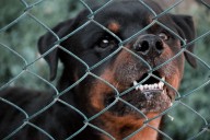 Corte confirma condena contra motel de Quintero por ataque de perros a cliente: deberán pagar millonaria suma