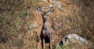 New conservation plan seeks to shoot Catalina's deer on the ground instead of from helicopters
