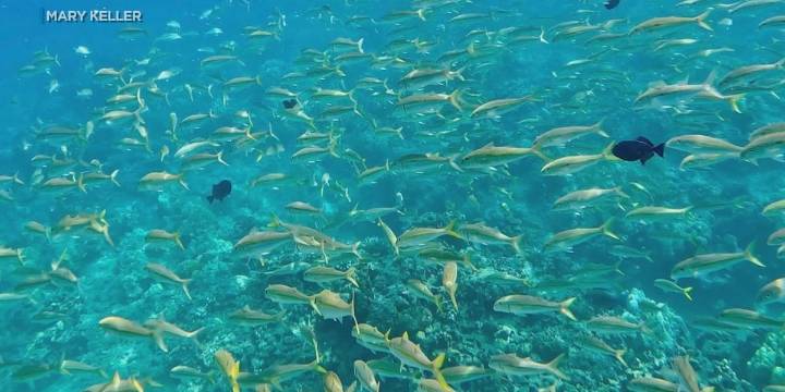 State land board hears testimony on aquarium fishing proposal