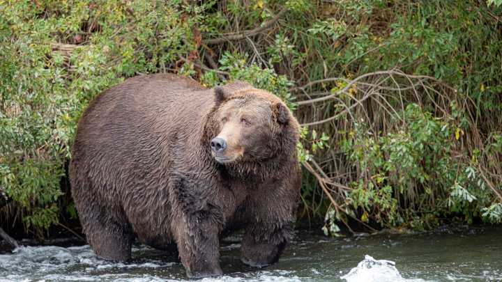 Yellowstone grizzly bears are having hard time finding food