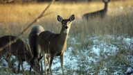2025 deer harvest underway. Where hunters are seeing success in Michigan