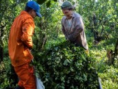 Los yerbateros siguen con números en rojo