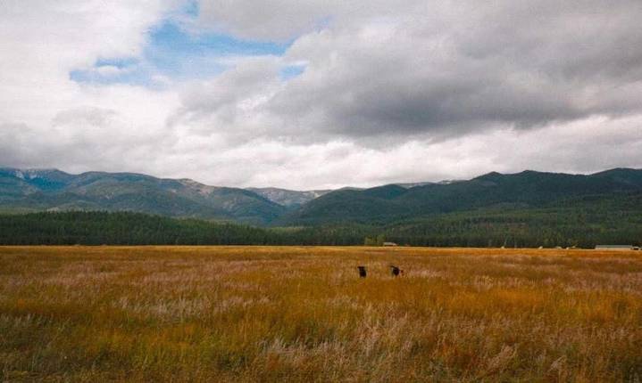 FWP: Grizzly’s are still listed, corner-crossing still illegal