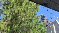 ¡Un lindo gatito! Bomberos de Pachuca rescatan a felino atrapado en árbol de la Rovirosa