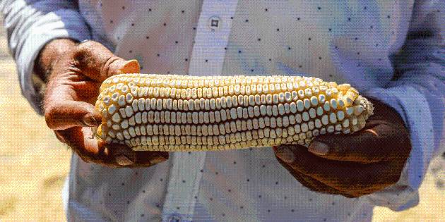 Sader anuncia acuerdo con agricultores por el precio del maíz