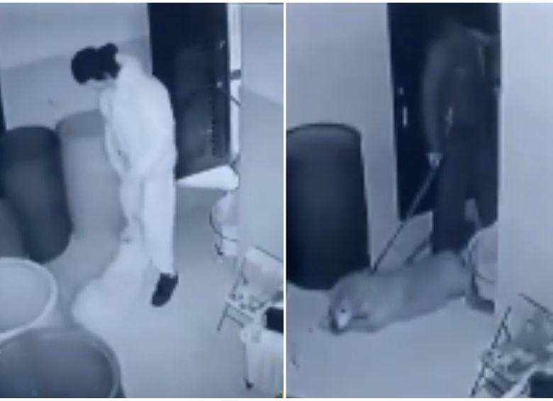 El terrible maltrato que sufría perrita en Bogotá a manos de su cuidador