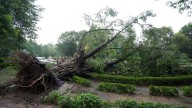 300-year-old peepal, 4 other trees cut in Indore; greens go red, shave heads in protest