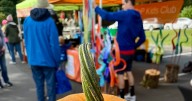 Saturday marks the end of the regular Shoreline farmers market season and our annual Harvest Market