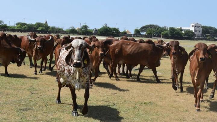 'You pay cow tax on liquor, tolls, cement': Investment banker breaks down a ₹3,000 cr bill