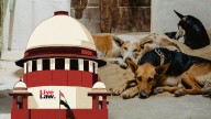 Stray Dog Case : Supreme Court To Pass Orders Regulating Feeding Of Dogs In Govt Office Premises