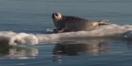 More than a quarter of species are at risk of extinction, new report says