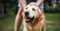 Dog trainer warns 'huge mistakes' could turn your 'cute dog' into a 'nightmare'