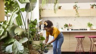 The Popular French Herb You Can Grow Indoors For Year
