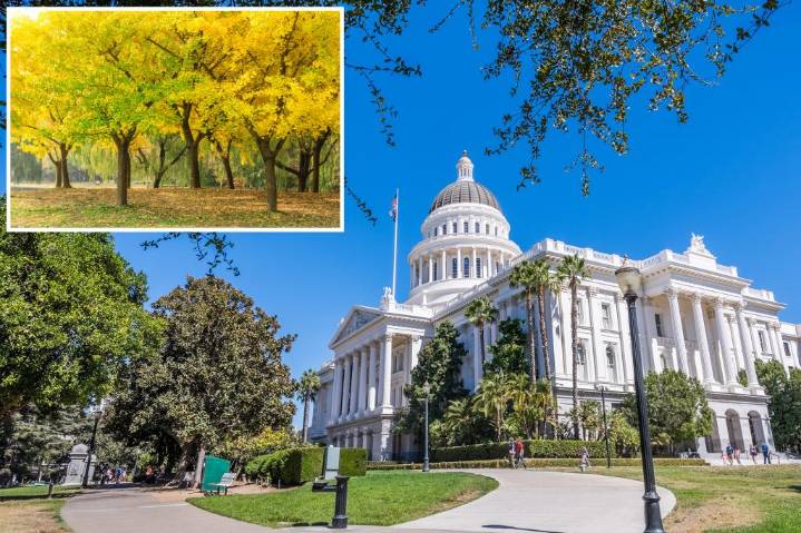 'Vomit'-like stench wafting from trees in California State Capitol Park