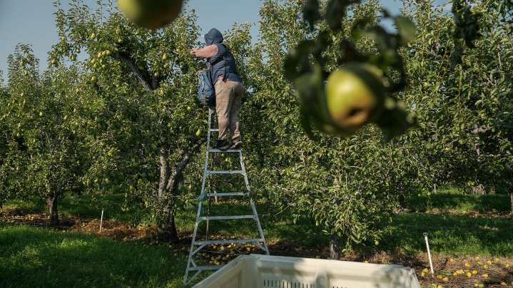 As heat gets more extreme, pregnant farmworkers are increasingly at risk