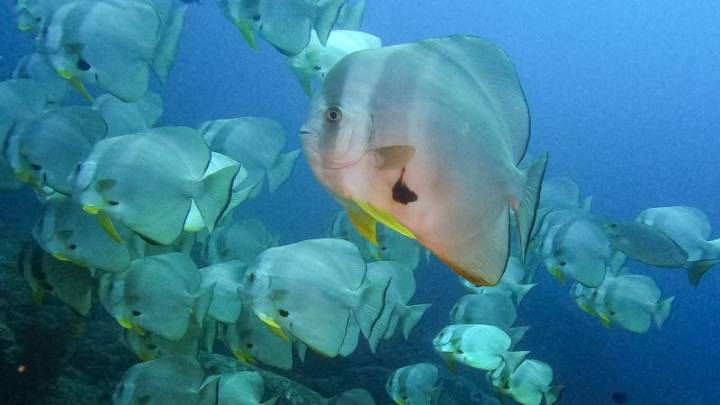 Biólogos marinos advierten que nos acercamos a un “punto de inflexión” ecológico