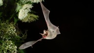 Bat in Orange tests positive for rabies; residents asked to report contact