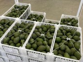 Más de seis mil toneladas de aguacate Hass le pondrán sabor al Super Bowl 2025