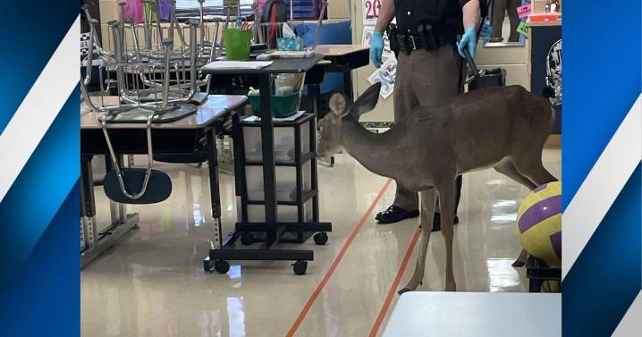 Deer acting strange; one breaks into school, sheriff's office says