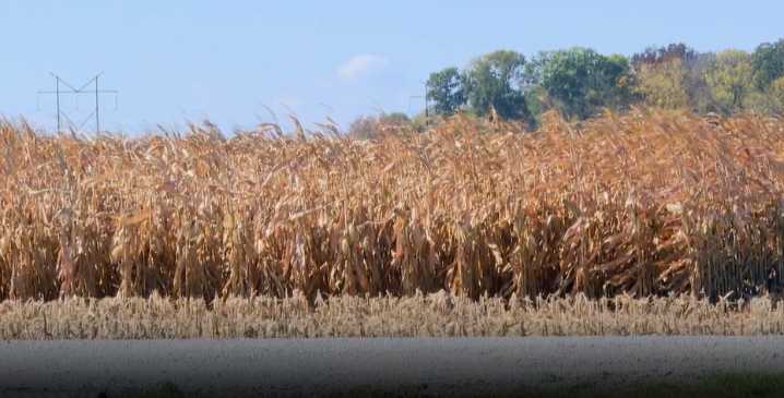 Soybean market brightens as China resumes buying U.S. beans