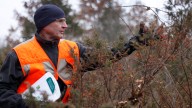 Invasives: This vine is toppling trees in Indiana forests and state parks