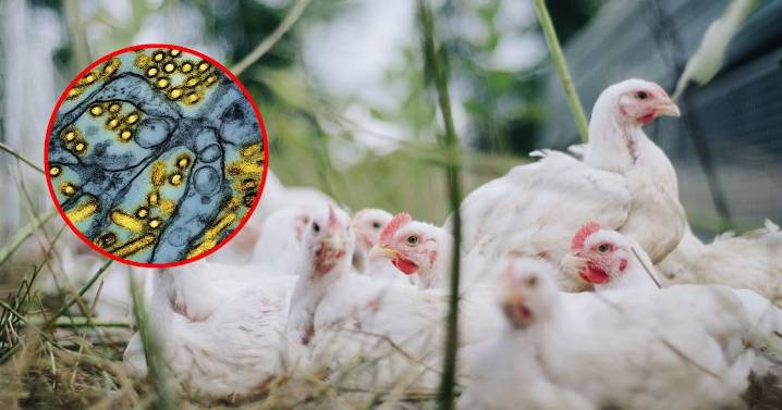 OMS lanza recomendación clave: vacunar contra la gripe aviar a quienes están más expuestos al virus, prioriza a trabajadores sanitarios y quienes conviven con animales