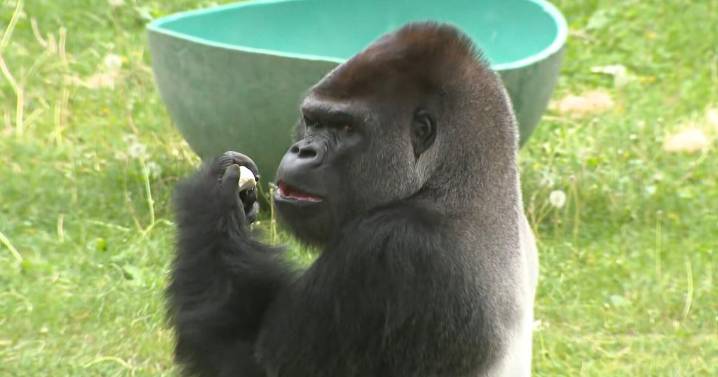 New silverback gorilla "Cecil" debuts at San Francisco Zoo