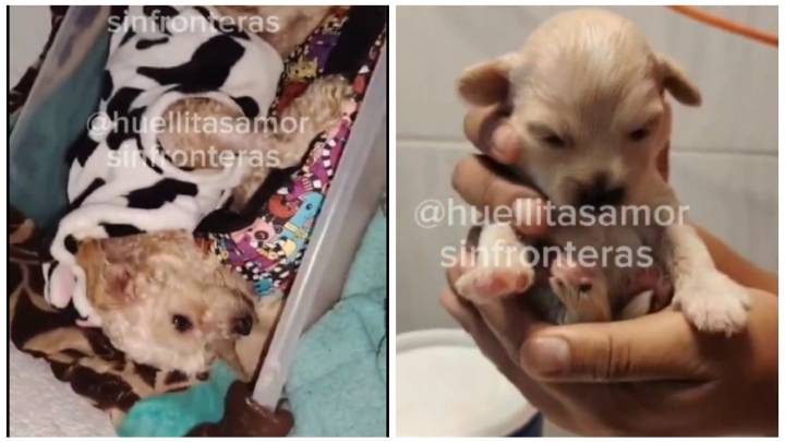 Adoptan a Cereza y a su cachorro Cerecito, perros sobrevivientes de la explosión de pipa de gas en Puente de La Concordia