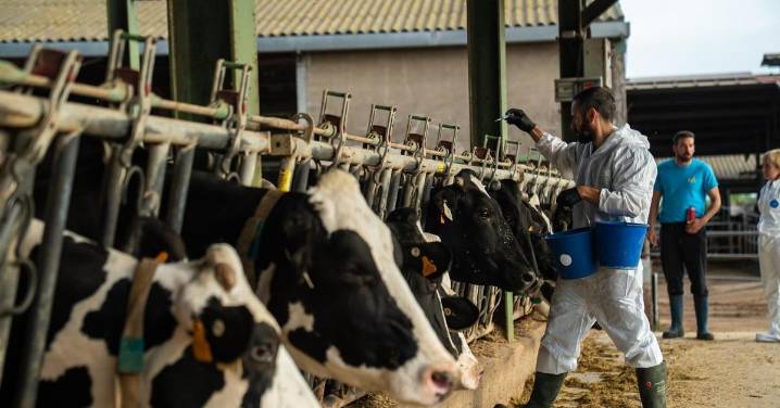 Riesgos, temores y consecuencias de la enfermedad que amenaza a todas las granjas de vacas de Cataluña