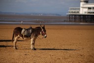 Leaked papers land Mayor of Cowes in freebie donkey ride scandal