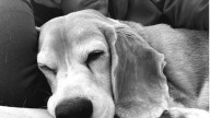 El desgarrador mensaje de un futbolista tras no dar resultado la campaña para encontrar a su perro