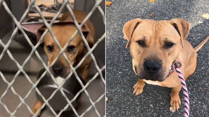 In New York, A Shelter Pup Waits 1,800 Days With Nothing But His Bowl