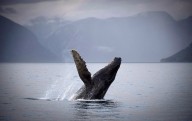 Whale watch firm ‘devastated,’ says its boat could have hit humpback later found dead