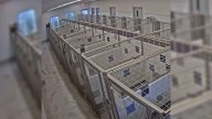Texas Shelter Dog Climbs Six-Foot Kennel To Make Her Great Escape